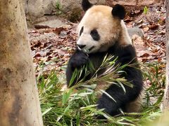 -都江堰中华大熊猫苑