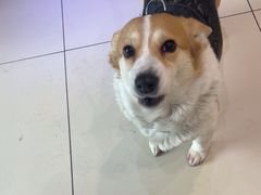 -全心全意连锁动物医院·特色中医诊疗(会城门分院)