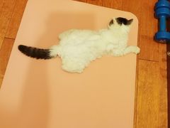 -米苏动物医院·犬猫专科·骨科外科内窥镜
