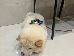 -艾贝尔宠物医院·24H转诊中心·肿瘤猫专科(江宁双龙店)