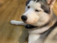 -Husky Go! 哈士奇体验馆·宠物咖啡厅狗咖