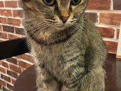 -猫友咖啡店(玉林西路店)
