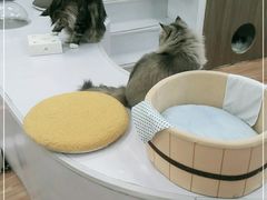 -COLOR PETS 撸猫馆·购猫·猫咖(长风大悦城店)