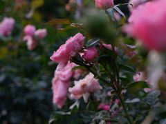 -人民公园(罗湖区)