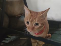 -巴公房子