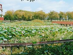 -洪湖生态旅游区