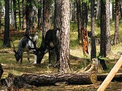 -莫尔道嘎国家森林公园