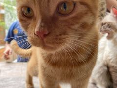 -喵屿·大理花园猫咖