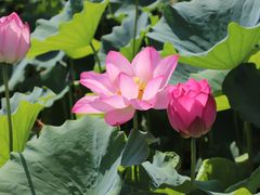 -莲花池公园