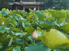 -莲湖公园