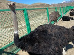 -新疆天山野生动物园
