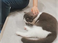 -猫儿山۰猫主题餐厅