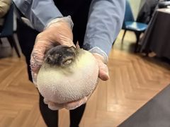 -肆月河豚·新淮扬(金融街店)