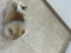 -宠福鑫动物医院·动物疾病诊疗中心(天通苑店)