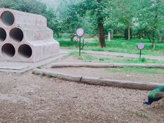 -北京麋鹿生态实验中心