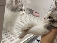 -lincat·猫舍(广州店)