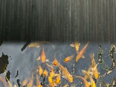 -觀芷隐轩