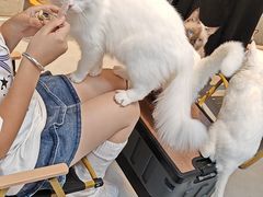 -Heymao猫咖.咖啡厅(东门店)