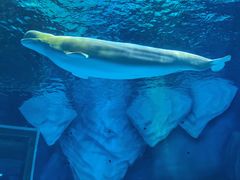 -上海海昌海洋公园-冰山北极馆