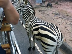 -清迈夜间动物园