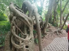 -中国科学院西双版纳热带植物园