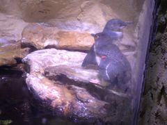 -悉尼海洋生物水族馆