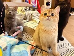 -博特宠物医院24h犬猫全科.骨科·异宠