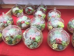 -龙大花卉苗木市场