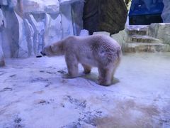 -芜湖新华联大白鲸海洋公园