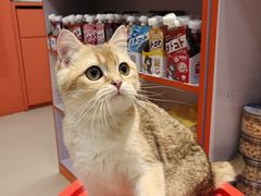 -三花喵·撸猫购宠·宠物生活馆(虹桥南丰城店)
