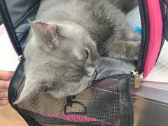 -荔康动物医院(康王北路店)