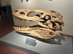 -自贡恐龙博物馆