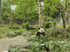 -都江堰中华大熊猫苑