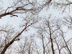 -合肥滨湖国家森林公园