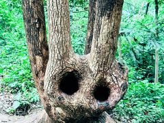 -上海佘山国家森林公园天马山园