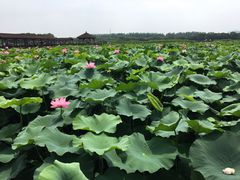 -荷塘月色湿地公园·向阳花洲