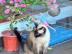 -有猫主题·治愈系猫咖(曾厝垵店)