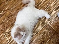 -志龙皇冠吃货椰子铺