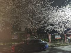 -高东镇樱花园