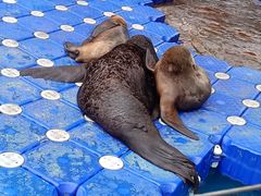 -海合安成都极地海洋公园