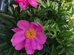 -LOEWE罗意威(北京SKP女装店(一层))