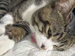 -纳吉亚猫专科动物医院·北北分院