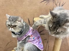 -楼上猫咖(罗湖店)