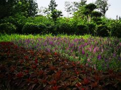 -武清南湖绿博园