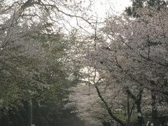-武汉大学-樱园