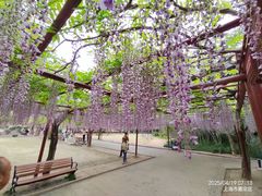 -嘉定紫藤园