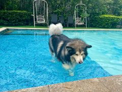 -汪说喵讲宠物乐园宠物酒店(红星美凯龙店)