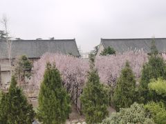 -洛阳白马寺