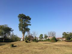 -上海崇明金茂凯悦酒店