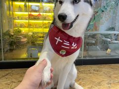 -Husky Go! 哈士奇体验馆·宠物咖啡厅狗咖
